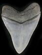 Quality Fossil Megalodon Tooth - Great Serrations #24428-2